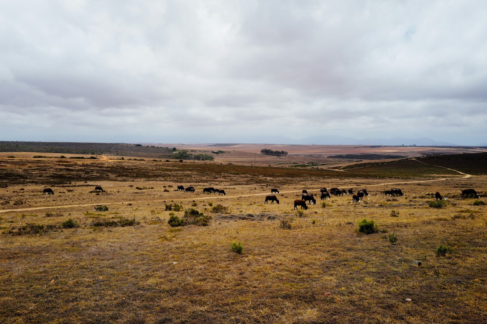 Aerial view of a herd moving across the savanna in a Ugandan national park
