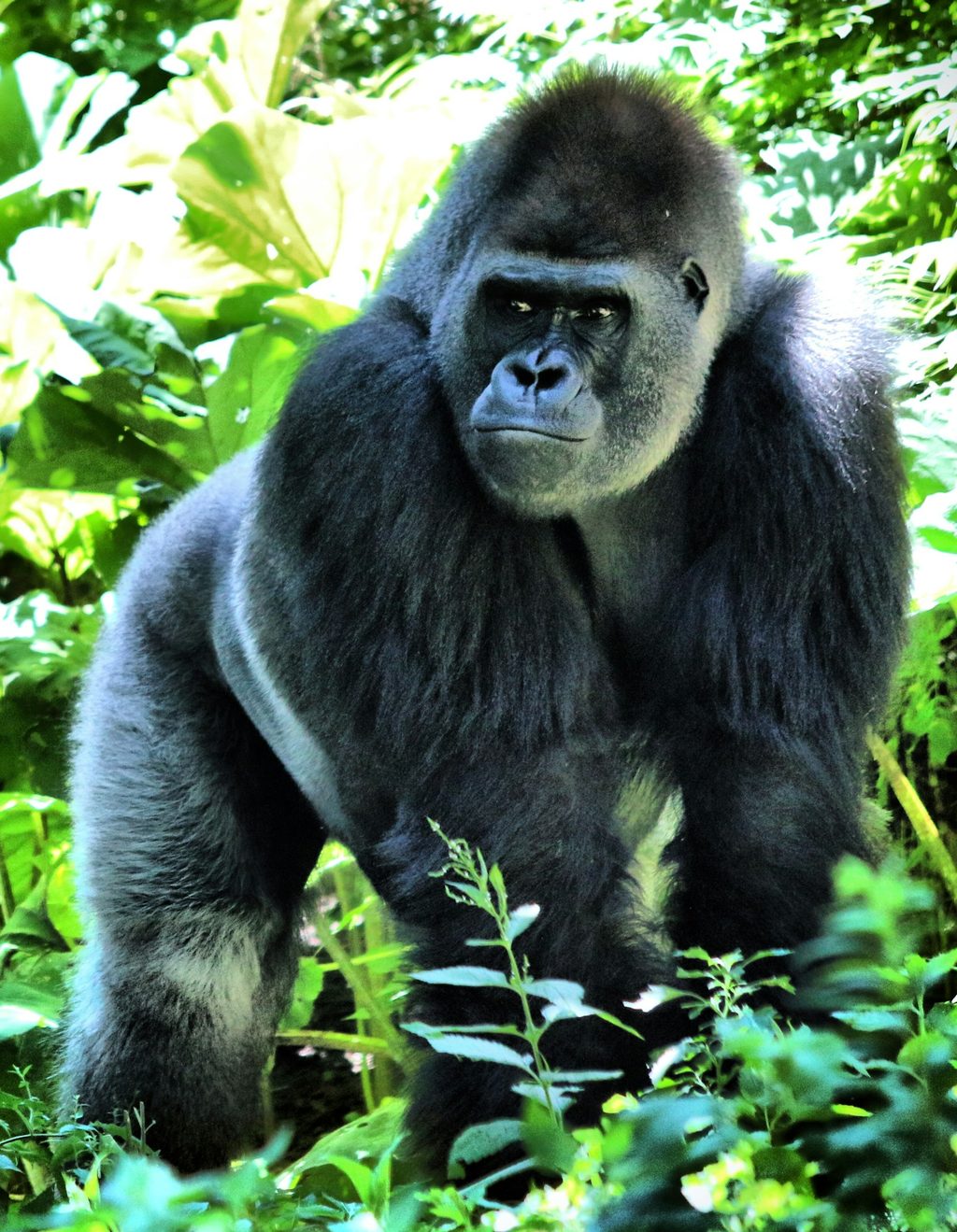 A silverback mountain gorilla in the Bwindi Impenetrable Forest