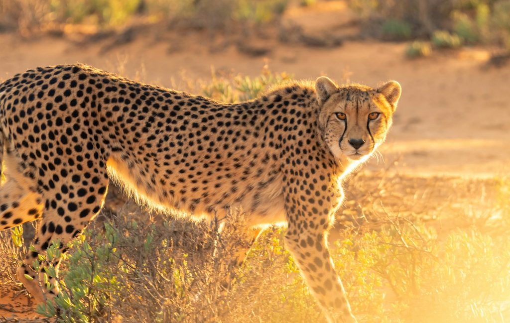 A cheetah on the plains of the Kidepo Valley