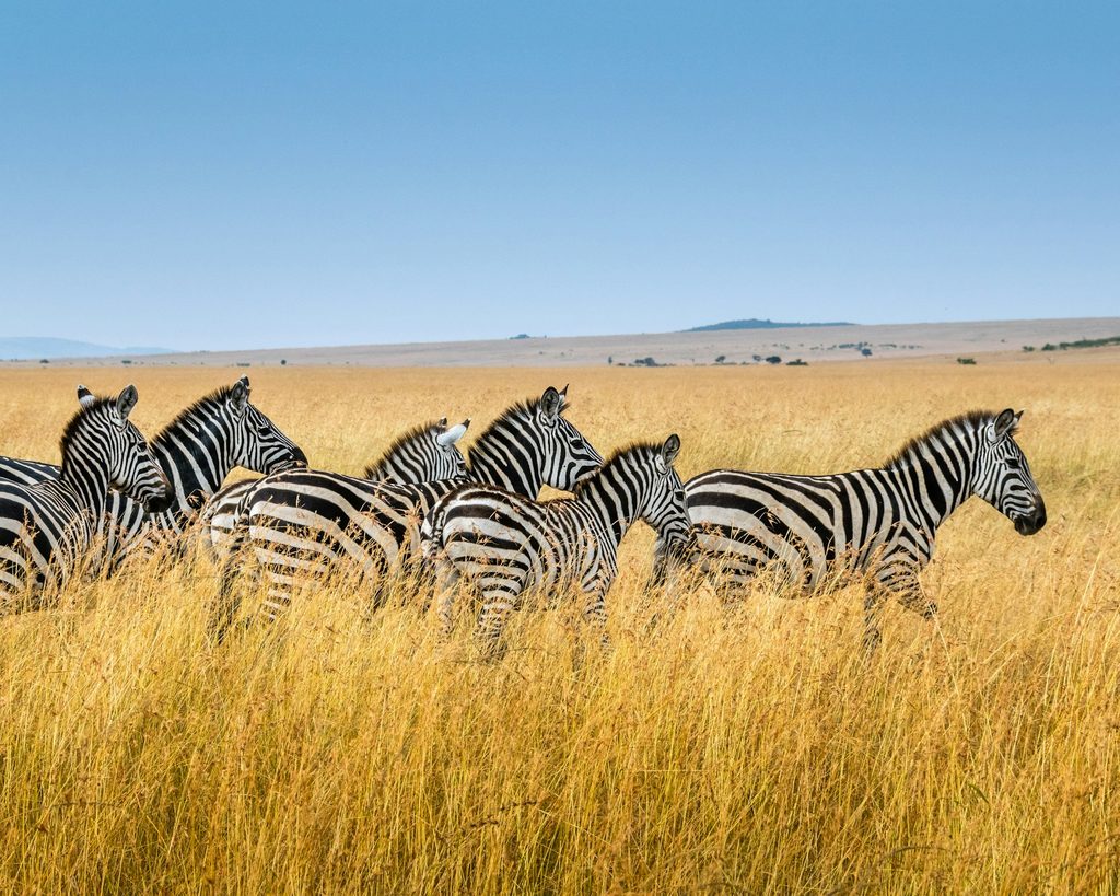 A herd of zebra in Lake Mburo National Park
