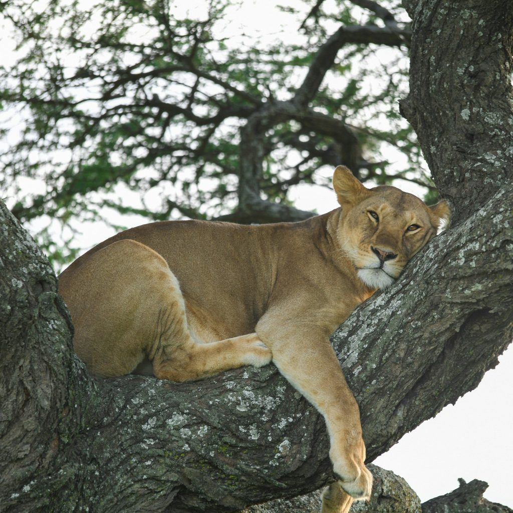 A lioness resting in a tree in Queen Elizabeth National Park