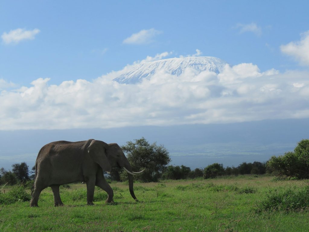 An elephant on the plains below Mount Kilimanjaro